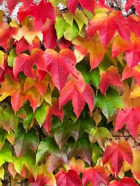 Přísavník trojcípý 