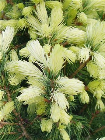 Smrk sivý 'J. W. Daisy's White'