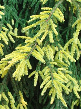 Smrk východní 'Aureospicata'