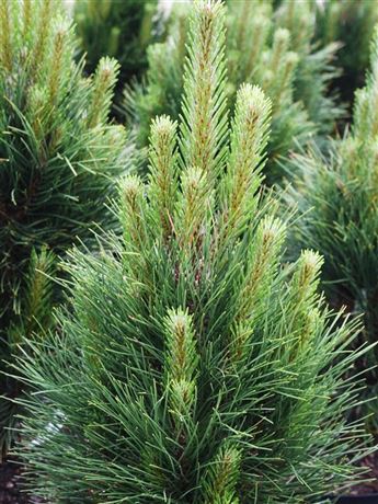 Borovice černá  'Green Tower'