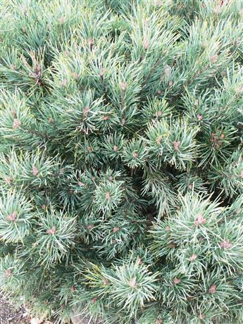 Borovice lesní 'Watereri'