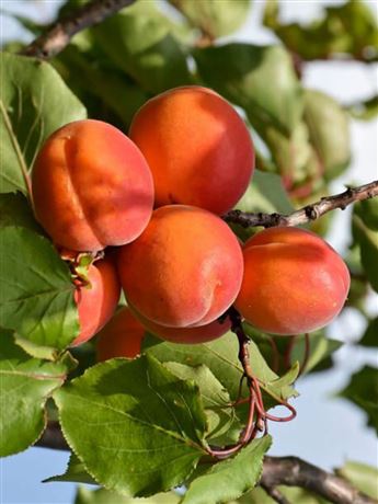 Meruňka 'Maďarská'