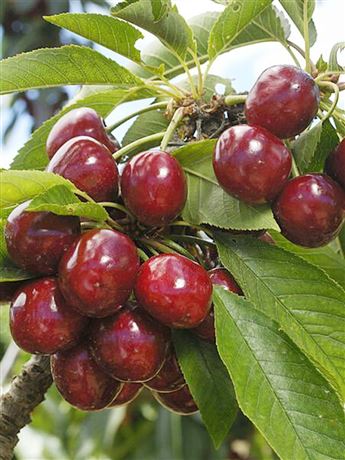 Třešeň chrupka 'Kordia'