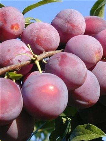 Čínská slivoň 'Najdena'