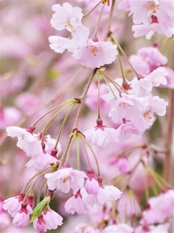 Višeň chloupkatá 'Pendula Plena Rosea'