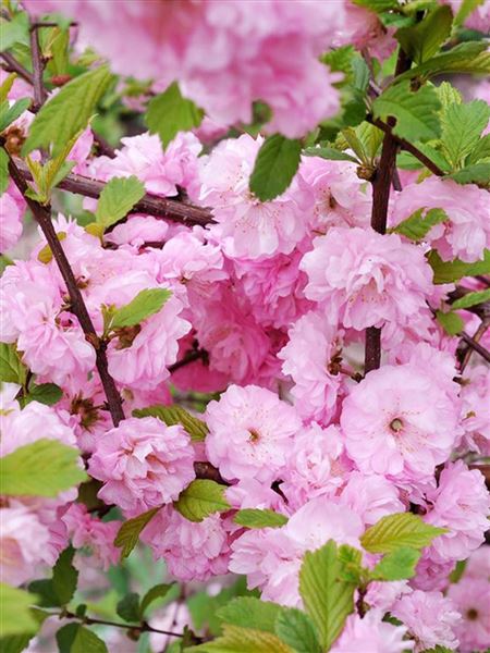 Mandloň trojlaločná