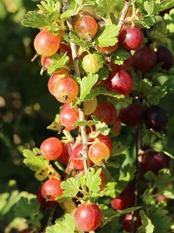 Angrešt červený beztrnný 'Spinefree'