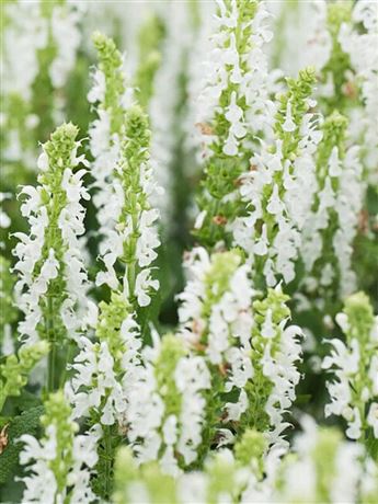 Šalvěj hajní 'Sensation White'