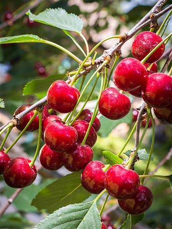 Višeň zakrslá 'Carmine Jewel'