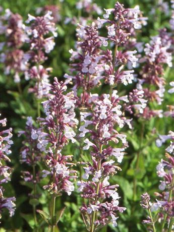 Šanta velkokvětá 'Dawn to Dusk'