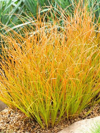 ostřice 'Prairie Fire'