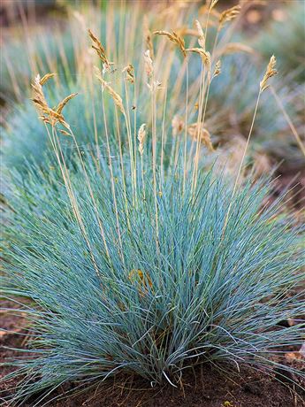 Kostřava sivá 'Elijah Blue'