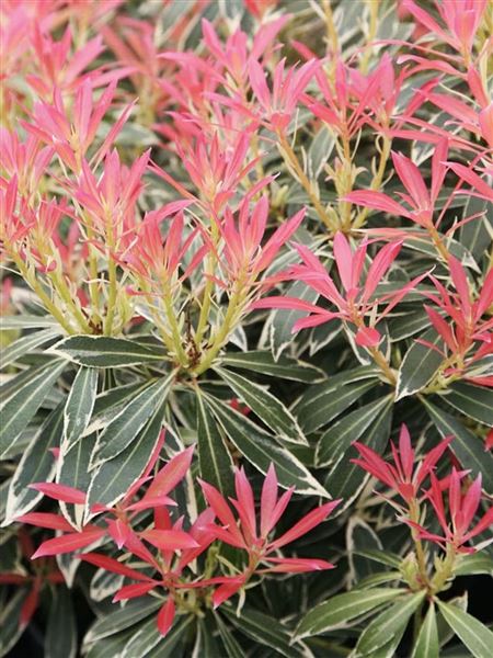 Pieris japonský 