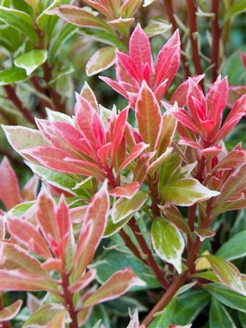 Pieris japonský 'Little Heath'