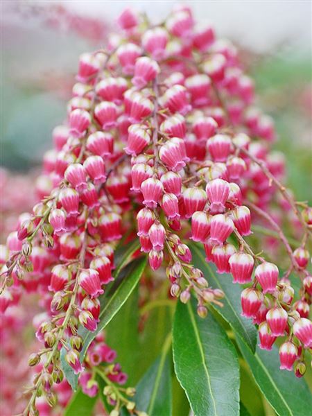 Pieris japonský 