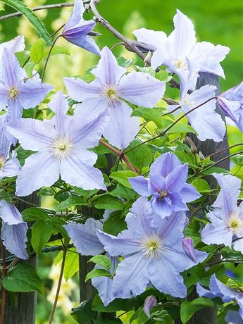 Plamének 'Blue Angel'