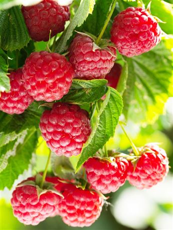 Maliník červený 'Veten'