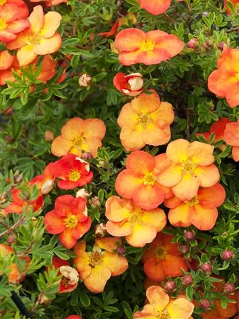 Mochna křovitá 'Red Ace'