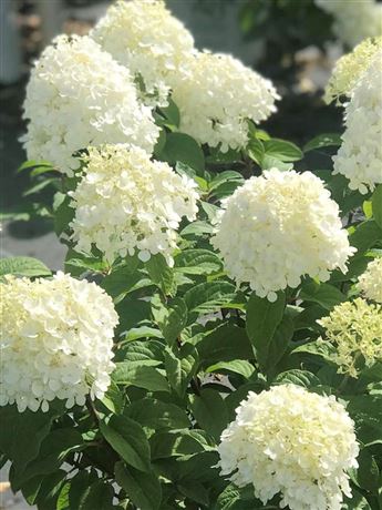 Hortenzie latnatá 'Bobo'