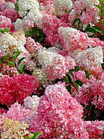 Hortenzie latnatá 'Vanille Fraise'