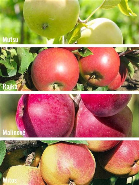 Jabloň domácí 