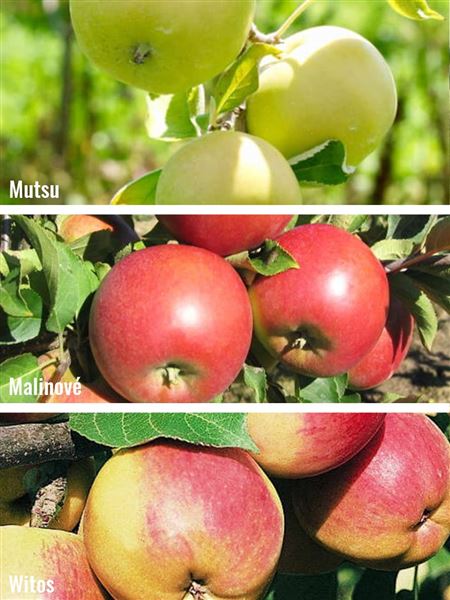 Jabloň domácí 