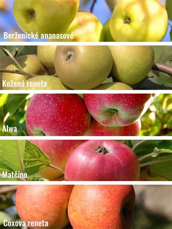 Jabloň domácí 'Berženické ananasové + Kožená reneta + Alwa + Matčino+ Coxova reneta'