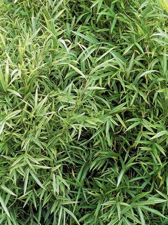 Mnohopučka čínská 'Tsuboi'