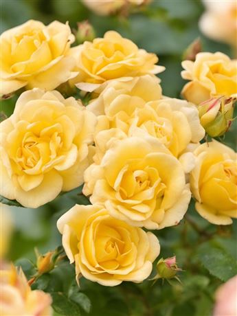 Růže půdopokryvná 'Yellow Fairy'