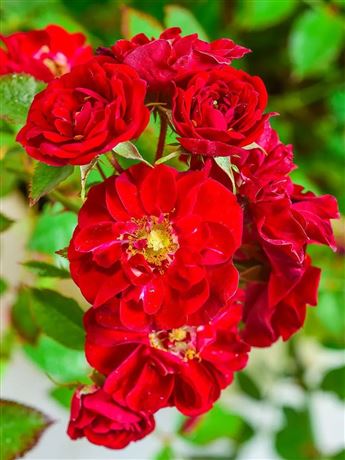 Růže půdopokryvná 'Rote Fairy'