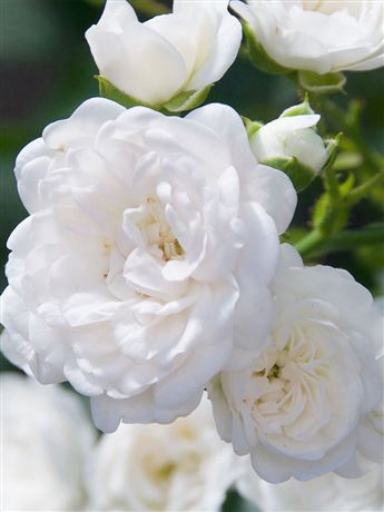 Růže půdopokryvná 'White Fairy'