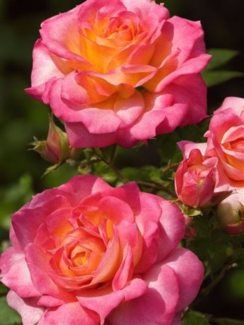 Růže keřová 'Gorgeous'