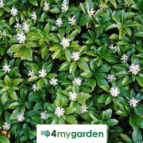 tlustonitník klasnatý 'Green Sheen'