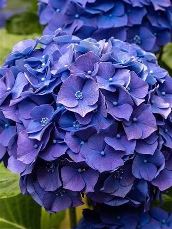 Hortenzie velkolistá 'Blue Ball'
