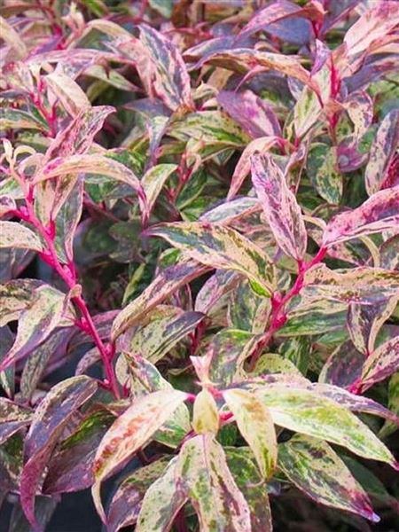 Leucothoe Walterova 