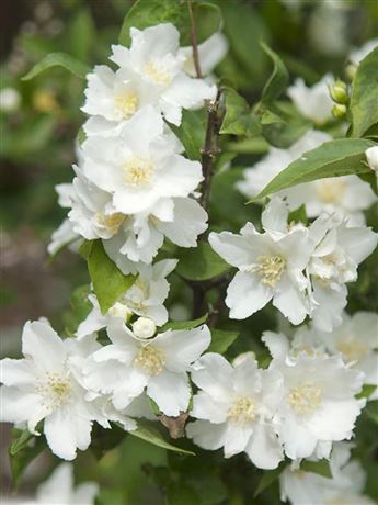 Pustoryl 'Dame Blanche'