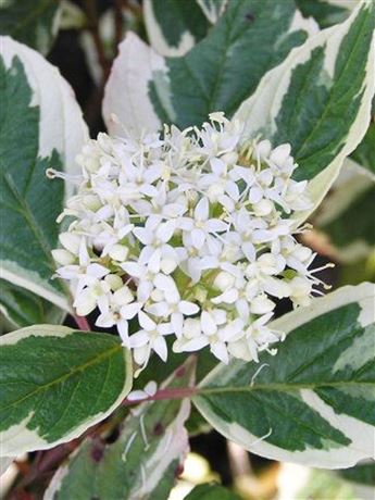 Svída bílá 'Sibirica Variegata'