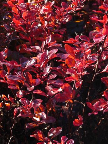 Dřišťál Thunbergův 'Dart's Red Lady'