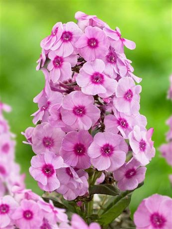 Plaménka latnatá 'Jeff's Pink'