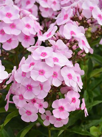 Plaménka latnatá 'Pinky Hill'