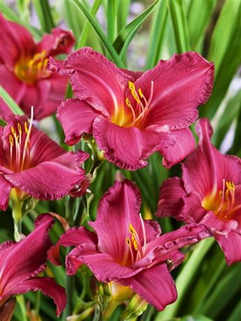 Denivka 'Summer Wine'