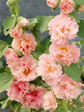Topolovka růžová 'Double Rose'