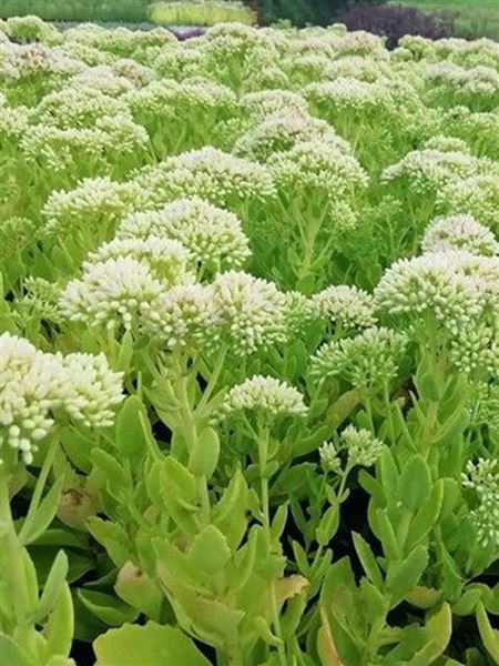 Rozchodník nachový 