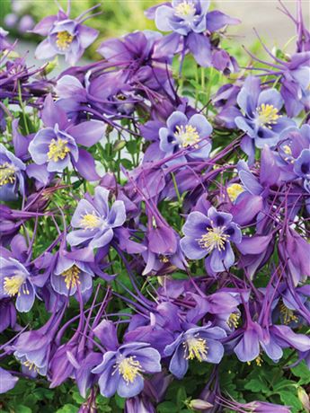 Orlíček velkokvětý 'Earlybird Purple Blue'