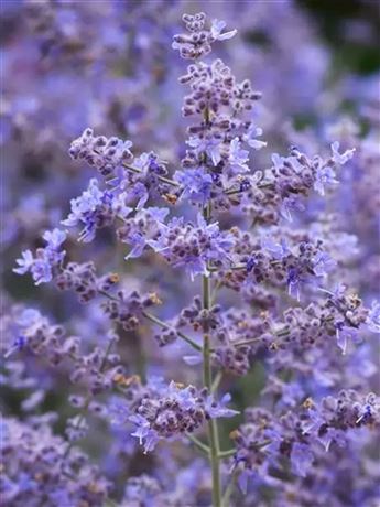 Perovskie lebedolistá 'Bluesette'