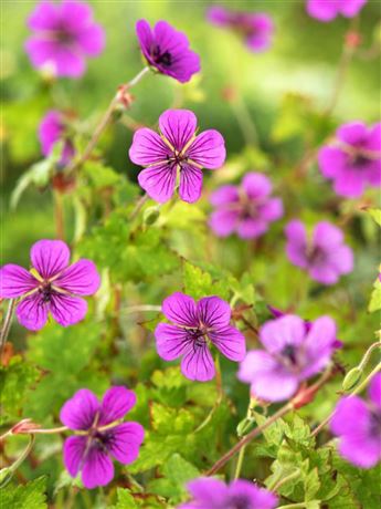 kakost 'Pink Penny'