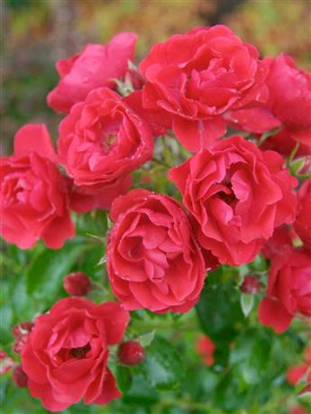 růže keřová 'Scarlet'