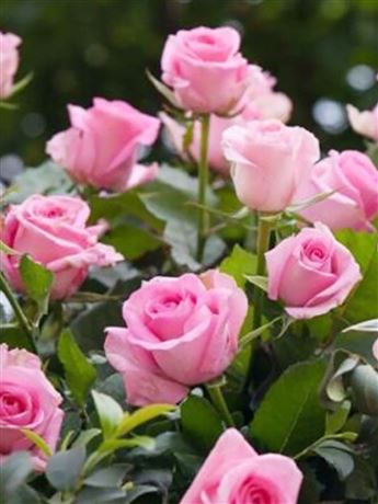 růže keřová 'Operetten Rose'