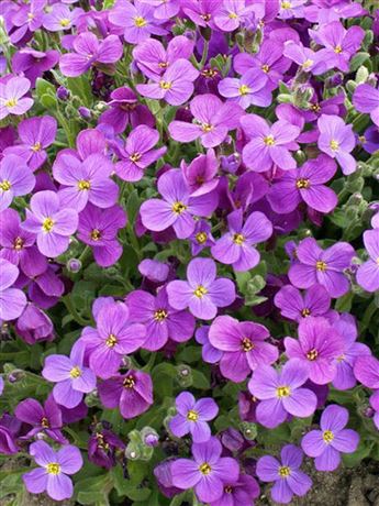 tařička zahradní 'Royal Violett'