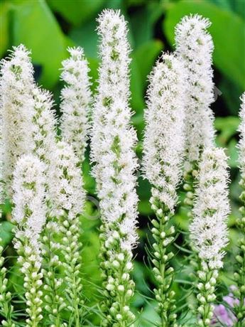 šuškarda klasnatá 'Alba'